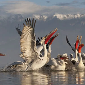 Dalmatian pelicans (Pelecanus crispus) feeding on thrown fish, Lake Kerkini, Macedonia