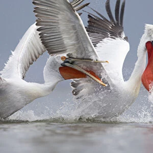 Dalmatian pelicans (Pelecanus crispus) fighting for fish. Lake Kerkini, Greece. February. Vulnerable species
