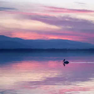 Dalmatian Pelicans (Pelecanus crispus) in dusk light on lake. Lake Kerkini, Greece, March 2012 Dalmatian Pelicans (Pelecanus crispus) in dusk light on lake. Lake Kerkini, Greece, March 2012
