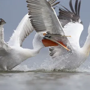 Pelecani dalmati (Pelecanus crispus) che si contendono il pesce. Lago Kerkini, Grecia. Febbraio. Specie vulnerabile Pelecani dalmati (Pelecanus crispus) che si contendono il pesce. Lago Kerkini, Grecia. Febbraio. Specie vulnerabile