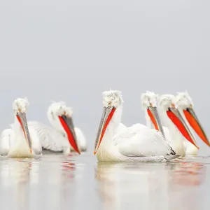 Dalmatian Pelicans in Mist Print Dalmatian Pelicans in Mist Print