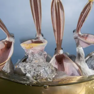 Dalmatian pelicans (Pelecanus crispus) low angle perspective of open bills whilst feeding
