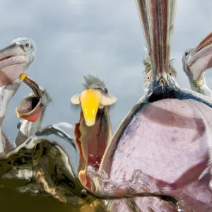 Dalmatian pelicans (Pelecanus crispus) low angle perspective of open bills whilst feeding