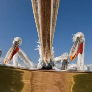 Dalmatian pelicans (Pelecanus crispus) low angle perspective of open bills whilst feeding