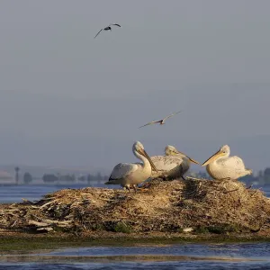 Three Dalmatian pelicans (Pelecanus crispus) on mound in water, Karavasta Lagoons National Park Three Dalmatian pelicans (Pelecanus crispus) on mound in water, Karavasta Lagoons National Park