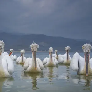 Dalmatian pelicans (Pelicanus crispus) flock on water, Lake Kerkini, Greece Dalmatian pelicans (Pelicanus crispus) flock on water, Lake Kerkini, Greece