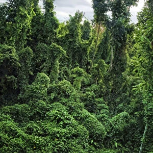 Damaged forest overgrown by various vines, a typical scene in western part of Dominica