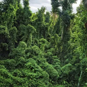 Damaged forest overgrown by various vines, a typical scene in western part of Dominica