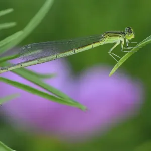 Damselfly perched on a leaf, East Lake Greenway park, Wuhan, Hubei, China Damselfly perched on a leaf, East Lake Greenway park, Wuhan, Hubei, China