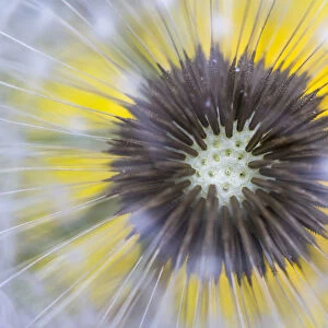Dandelion (Taraxacum officinale) close up of seedhead or clock, Nordtirol, Austian Alps