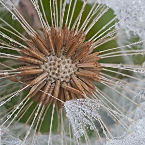 Dandelion (Taraxacum officinale) seedhead covered in dew, Klein Schietveld, Brasschaat