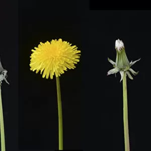 Dandelion (Taraxacum officinale), development from bud to seed. Digital composite