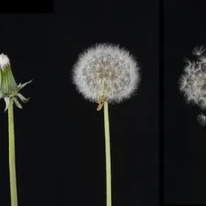 Dandelion Print: Development from Bud to Seed Dandelion Print: Development from Bud to Seed