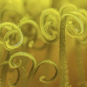 Dandelion (Taraxacum officinale) stigma open to receive pollen for fertilization