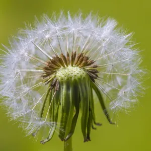 Testa di semi di Tarassaco (Taraxacum officinale), Monmouthshire, Galles UK, giugno. Testa di semi di Tarassaco (Taraxacum officinale), Monmouthshire, Galles UK, giugno.