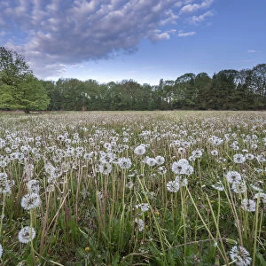 Dandelion (Taraxacum vulgaria) seedheads / clocks in meadow