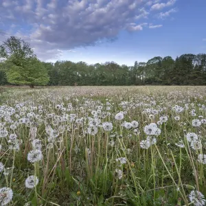 Têtes de graines de pissenlit (Taraxacum vulgaria) / horloges dans prairie. Têtes de graines de pissenlit (Taraxacum vulgaria) / horloges dans prairie.