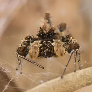 Dandy Jumping Spider Print, Kwazulu-Natal, South Africa (2018) Dandy Jumping Spider Print, Kwazulu-Natal, South Africa (2018)