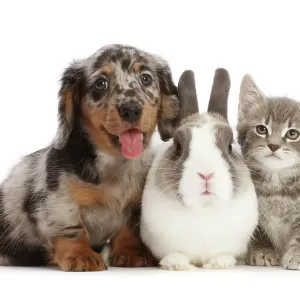 Puppy de dachshund rayado sentado junto a un conejo holandés enano y un gatito gris, retrato. Puppy de dachshund rayado sentado junto a un conejo holandés enano y un gatito gris, retrato.