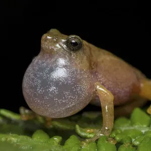 Darjeeling bush frog (Raorchestes Annandalii) croaking, showing inflated vocal sac Darjeeling bush frog (Raorchestes Annandalii) croaking, showing inflated vocal sac