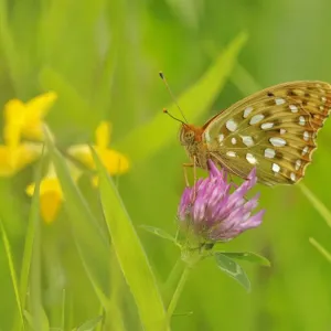 Dark green fritillary (Argynnis aglaja) on pink clover, south west France Dark green fritillary (Argynnis aglaja) on pink clover, south west France