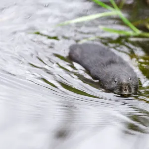 Dark-haired Water Vole (Arvicola terrestris) in upland stream, Cairngorms National Park