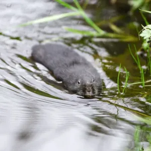 Dark-haired Water Vole (Arvicola terrestris) in upland stream, Cairngorms National Park Dark-haired Water Vole (Arvicola terrestris) in upland stream, Cairngorms National Park