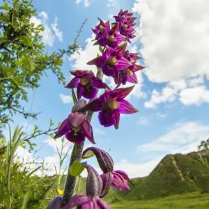 Dark red helleborine (Epipactis atrorubens ), a rare orchid Dark red helleborine (Epipactis atrorubens ), a rare orchid