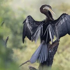 Darter ( Anhinga melanogaster) drying wings, Keoladeo NP, Bharatpur, India