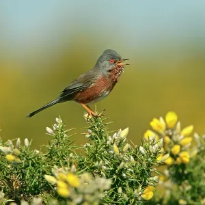 Dartford Warbler Print on Gorse, Dorset Dartford Warbler Print on Gorse, Dorset