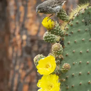 Darwin's Cactus Finch Print Darwin's Cactus Finch Print