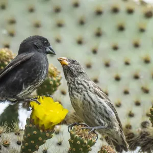 Darwins medium ground finch (geospiza fortis), eating Opuntia cactus flowers Darwins medium ground finch (geospiza fortis), eating Opuntia cactus flowers