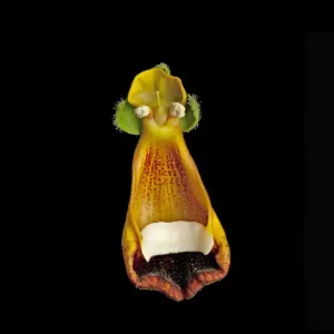 Darwins slipper flower (Calceolaria uniflora) in visible light Darwins slipper flower (Calceolaria uniflora) in visible light