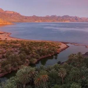 Date palm (Phoenix dactylifera), introduced palm, Agua Verde looking towards Loreto Date palm (Phoenix dactylifera), introduced palm, Agua Verde looking towards Loreto