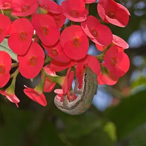 Day gecko Print: Phelsuma lapping nectar from Euphorbia milii flower Day gecko Print: Phelsuma lapping nectar from Euphorbia milii flower