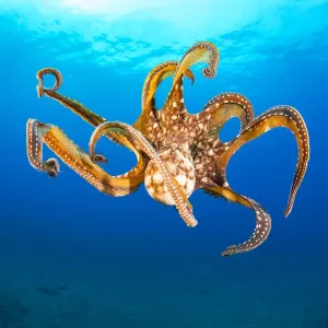 Octopus de día (Octopus cyanea) hembra, en agua intermedia, Hawái. Octopus de día (Octopus cyanea) hembra, en agua intermedia, Hawái.