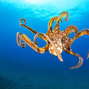 Day octopus (Octopus cyanea) female, in mid-water, Hawaii