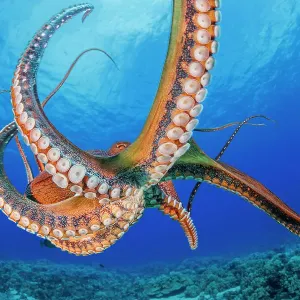 Day Octopus Print, a photograph of an octopus in its natural habitat Day Octopus Print, a photograph of an octopus in its natural habitat