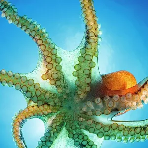 Day octopus (Octopus cyanea) ventral view portrait, Hawaii, Pacific Ocean Day octopus (Octopus cyanea) ventral view portrait, Hawaii, Pacific Ocean