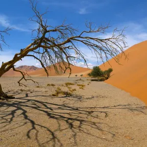 Dead Camel thorn trees (Vachellia erioloba), Sossusvlei region, Namib desert, Namibia