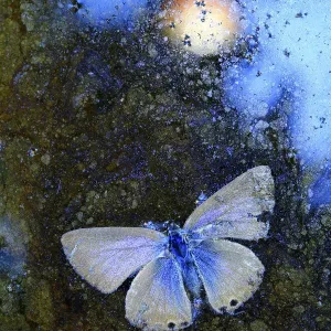 Dead Langs short-tailed blue butterfly (Leptotes pirithous Dead Langs short-tailed blue butterfly (Leptotes pirithous