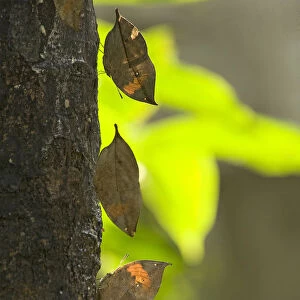 Dead leaf / Orange oak leaf (Kallima inachus) butterflies feeding on sap on tree trunk