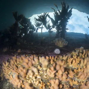 Dead mans fingers (Alcyonium digitatum) on a rocky reef with view of the sky