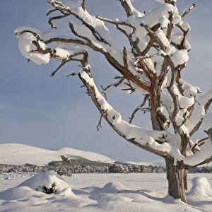 Dead Scots pine tree (Pinus sylvestris) laden with snow in winter, Rothiemurchus Forest