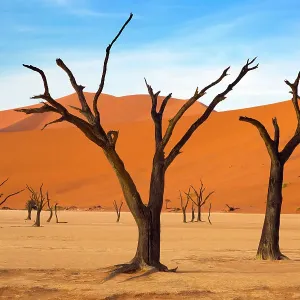 Deadvlei Print featuring Dead Camel Thorn Trees Deadvlei Print featuring Dead Camel Thorn Trees