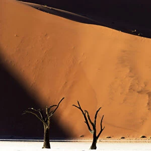 Deadvlei with dead Camel thorn trees (Vachellia erioloba), Namib-Naukluft National Park