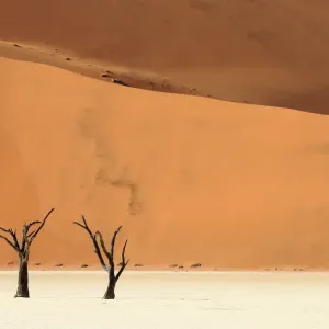 Deadvlei with dead Camel thorn trees (Vachellia erioloba), Namib-Naukluft National Park Deadvlei with dead Camel thorn trees (Vachellia erioloba), Namib-Naukluft National Park