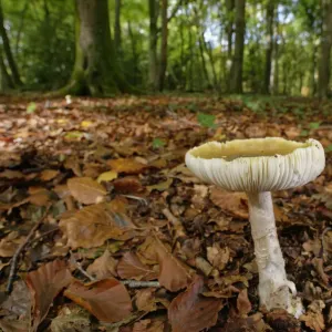 El hongo de sombrero de muerte (Amanita phalloides) entre hojas caídas en un bosque denso de haya. El hongo de sombrero de muerte (Amanita phalloides) entre hojas caídas en un bosque denso de haya.
