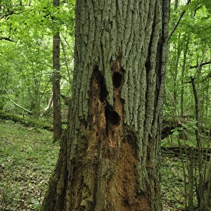 Decaying tree trunk, Moricsala Strict Nature Reserve, Moricsala Island, Lake Usma