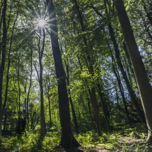 Deciduous forest with sunlight shining through trees, Monmouthshire, Wales, UK. September